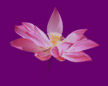Body of Bliss Lotus Flower